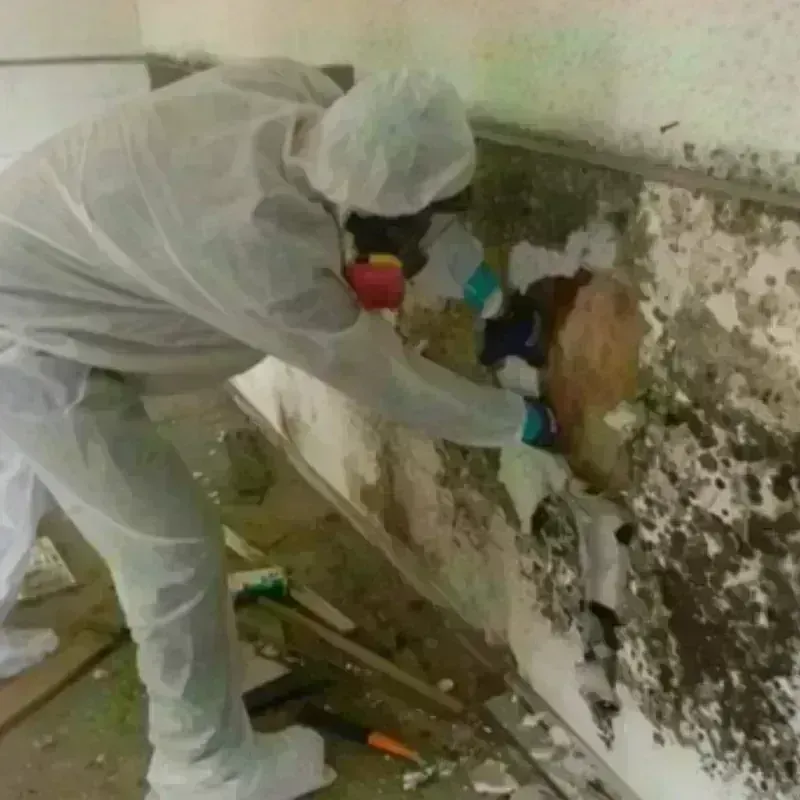 Mold Remediation and Removal in Mitchell, NE